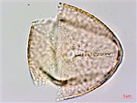 臺灣黃菫藏品圖，第3張