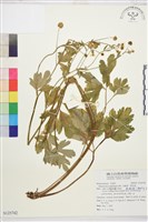 水辣菜、禺毛茛藏品圖，第1張