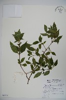 狹葉莢迷藏品圖，第1張