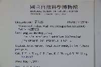 狹葉莢迷藏品圖，第2張