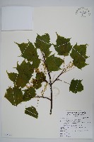 臺灣紅榨槭藏品圖，第1張