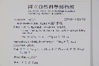 臺灣紅榨槭藏品圖，第2張