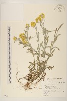 鼠麴草藏品圖，第1張