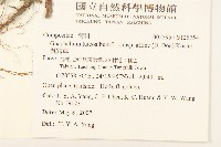 鼠麴草藏品圖，第2張