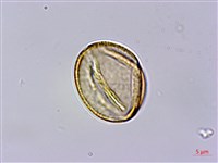 刺莓藏品圖，第2張