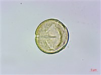 刺莓藏品圖，第3張