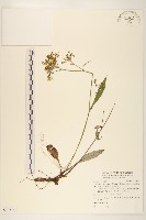 刀傷草藏品圖，第1張