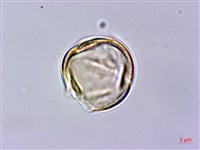 苦懸鉤子藏品圖，第1張