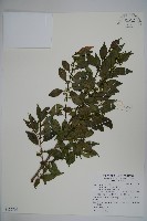 早田氏冬青藏品圖，第1張