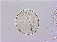 密毛魔芋藏品圖，第2張