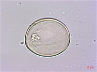 密毛魔芋藏品圖，第3張