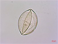 台灣魔芋、亨利氏蒟蒻藏品圖，第2張