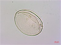 台灣魔芋、亨利氏蒟蒻藏品圖，第3張