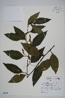 多子漿果莧藏品圖，第1張