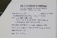 多子漿果莧藏品圖，第2張