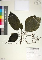 咬人狗藏品圖，第1張