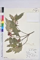 粗糠柴藏品圖，第1張