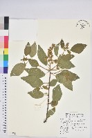 扛香藤藏品圖，第1張