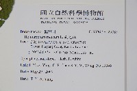 狗尾草藏品圖，第2張