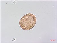 狗尾草藏品圖，第2張