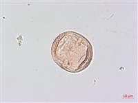 狗尾草藏品圖，第3張