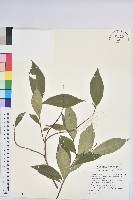 臺灣土沉香藏品圖，第1張