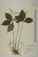 臺灣及己藏品圖，第1張