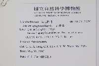 上花細辛藏品圖，第2張