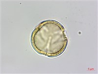 魚木藏品圖，第1張