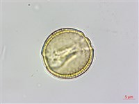 魚木藏品圖，第2張