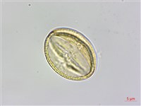 魚木藏品圖，第3張