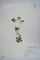 圓葉山梗菜藏品圖，第1張