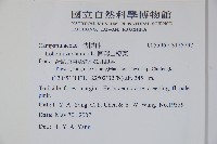 圓葉山梗菜藏品圖，第2張