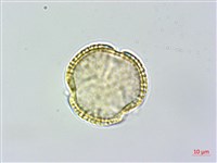 小葉木犀, 厚邊木犀藏品圖，第1張