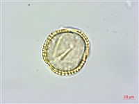 小葉木犀, 厚邊木犀藏品圖，第2張