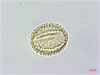 小葉木犀, 厚邊木犀藏品圖，第3張