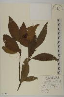 草珊瑚、紅果金粟蘭藏品圖，第1張