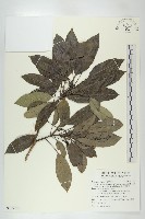 奧氏虎皮楠藏品圖，第1張