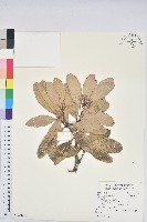 台灣石櫟藏品圖，第1張