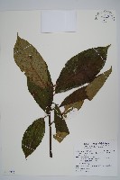 水冬瓜藏品圖，第1張