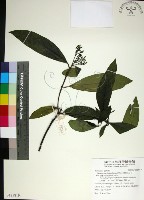 薄葉玉心花藏品圖，第1張