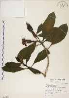 灰莉藏品圖，第1張