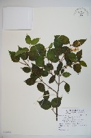 紅子莢迷藏品圖，第1張