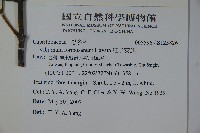 紅子莢迷藏品圖，第2張