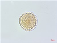 裡白菝契藏品圖，第1張