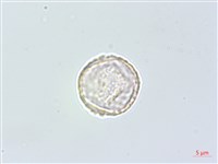 裡白菝契藏品圖，第2張