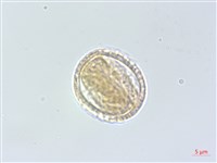 裡白菝契藏品圖，第3張