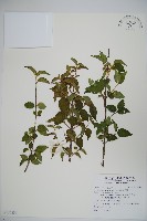 紅子莢迷藏品圖，第1張