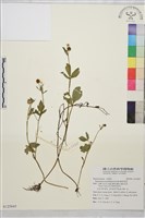 鉤柱毛茛藏品圖，第1張