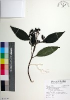 台北玉葉金花藏品圖，第1張